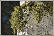 Lichen